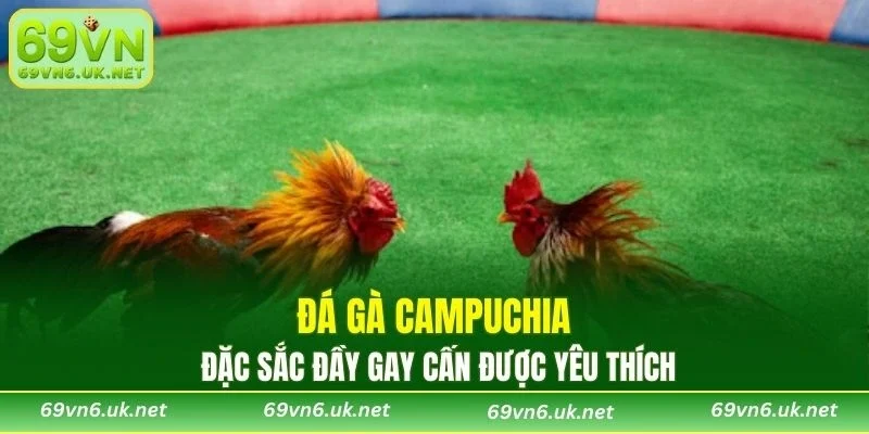 Đá gà Campuchia đặc sắc đầy gay cấn được yêu thích