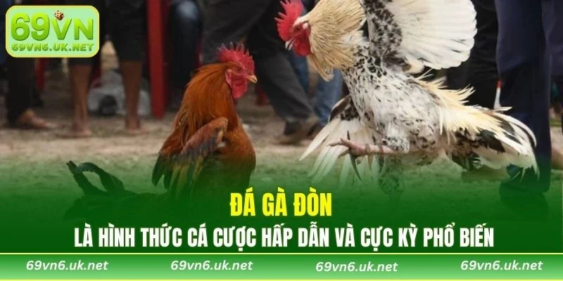 Đá gà đòn là hình thức cá cược hấp dẫn và cực kỳ phổ biến
